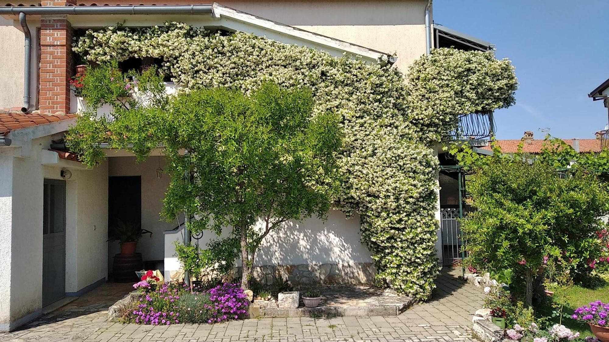 Apartment Sasa Bozac Poreč Eksteriør billede
